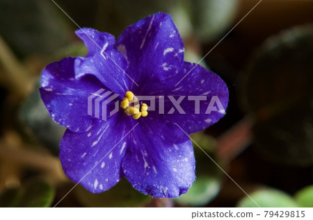 非洲藍花,房間裡的花後 非洲藍花,房間裡的花後 79429815