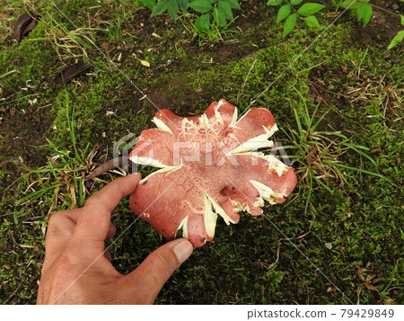 "Russula rosacea" that tears the umbrella and becomes tattered (a photo showing the size with a hand) 79429849