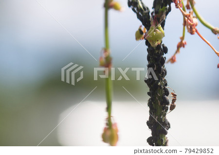 Aphid infestation of garden plants. 79429852