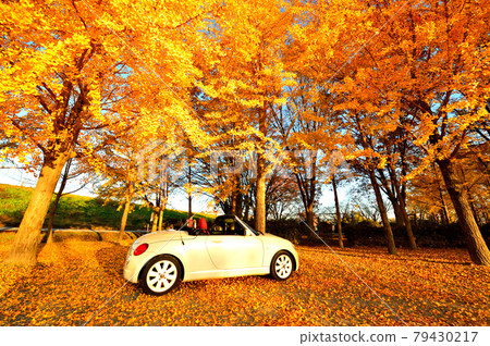 秋葉銀杏開車(櫪木縣櫪木市) 秋葉銀杏開車(櫪木縣櫪木市) 79430217