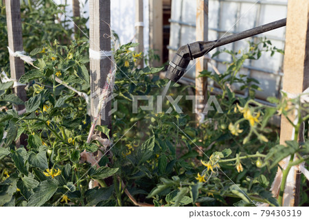 Spraying pesticide with portable sprayer to eradicate weeds in garden. Pests control concept. 79430319