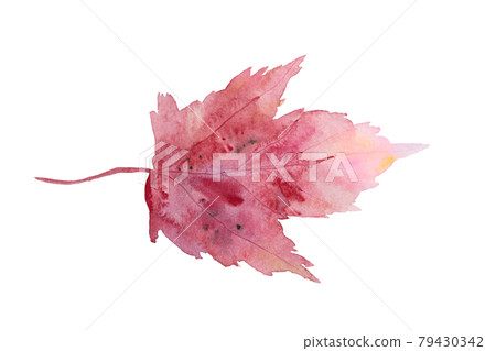 watercolor marple red pink leaf on white background watercolor marple red pink leaf on white background 79430342