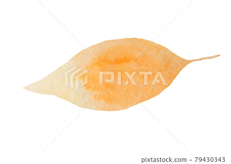 autumn yellow gradient watercolor leaf on white background autumn yellow gradient watercolor leaf on white background 79430343