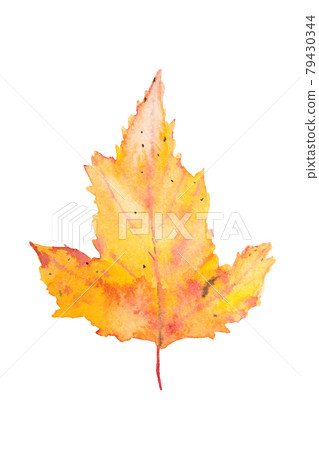 yellow autumn marple watercolor leaf on white background 79430344