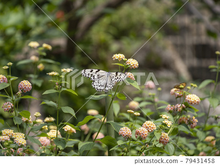 多摩動物公園蝴蝶 照片素材 圖片 圖庫