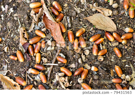 橡子果實(Quercus serrata) 橡子果實(Quercus serrata) 79431563