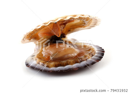 Opened scallop 79431932