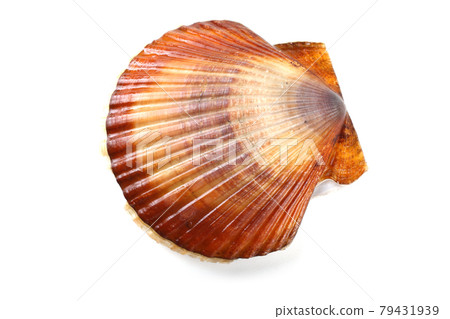 Scallop 79431939