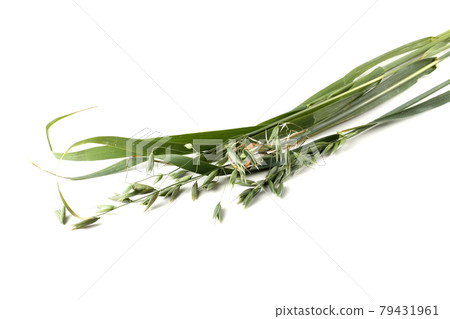 Oat ears Oat ears 79431961
