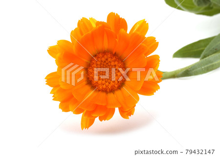 Calendula flower Calendula flower 79432147