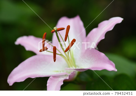 東方百合花藥 79432451