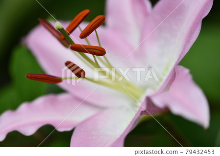 東方百合花藥 79432453