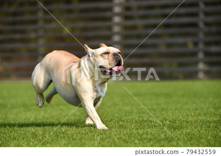 法國鬥牛犬玩狗跑 法國鬥牛犬玩狗跑 79432559