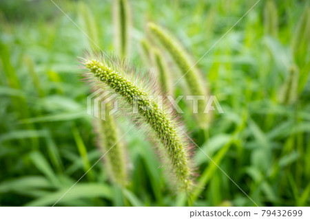 雨季狗尾草菌落 b-1 79432699