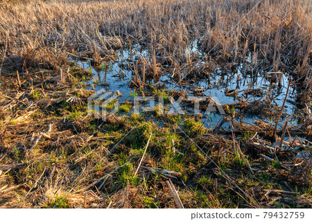 View of grassy wetland at spring 79432759