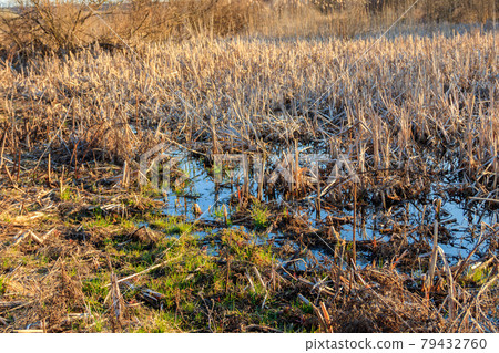 View of grassy wetland at spring 79432760