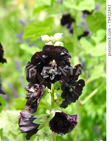 黑錦葵(蜀葵的黑紫色花品種):重瓣 黑錦葵(蜀葵的黑紫色花品種):重瓣 79432841