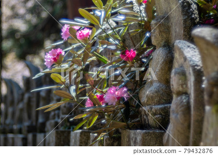 Jizo and Rhododendron at Murouji Temple Jizo and Rhododendron at Murouji Temple 79432876