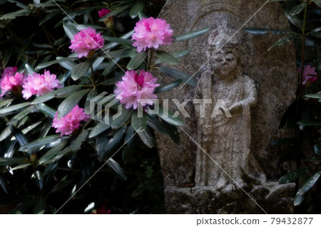 Jizo and Rhododendron at Murouji Temple Jizo and Rhododendron at Murouji Temple 79432877