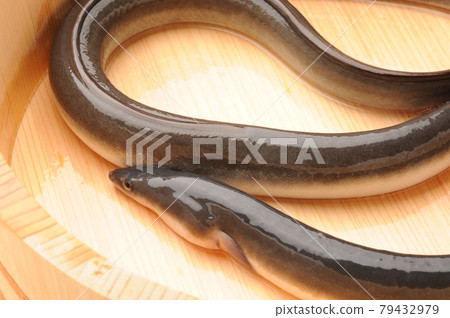 eel eel 79432979