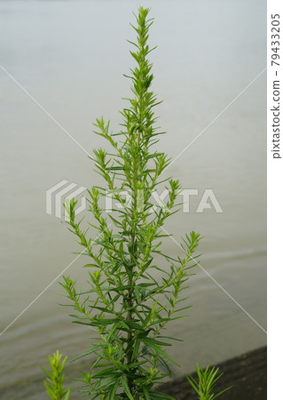 Great wasteland wild chrysanthemum Great wasteland wild chrysanthemum 79433205