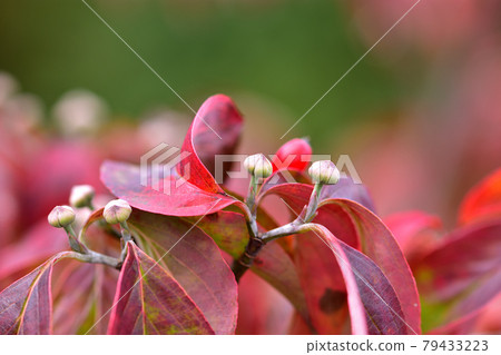 山茱萸秋葉和紅色水果 山茱萸秋葉和紅色水果 79433223