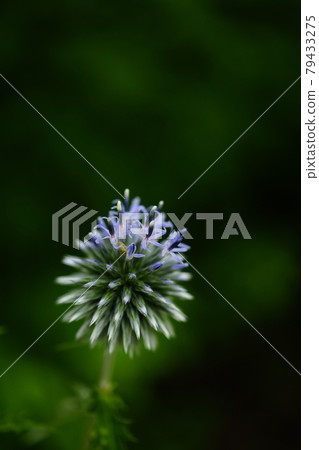 Ruritama thistle 79433275
