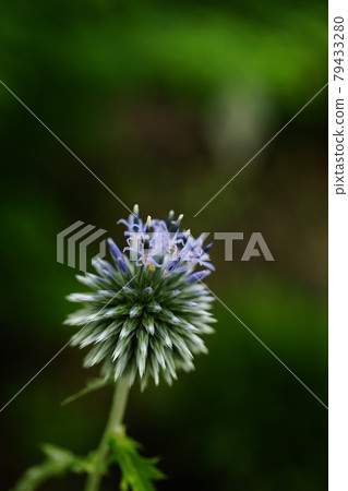 Ruritama thistle Ruritama thistle 79433280