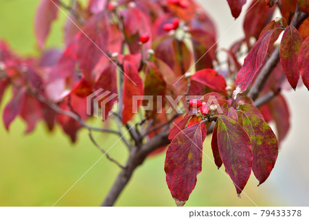 Dogwood autumn leaves and red fruits 79433378