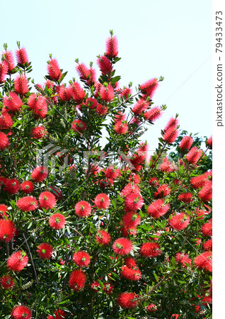 Photograph of Callistemon speciosus, an evergreen small tree with red inflorescences shaped like a cylindrical cleaning brush Photograph of Callistemon speciosus, an evergreen small tree with red inflorescences shaped like a cylindrical cleaning brush 79433473
