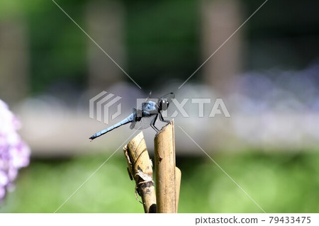Orthetrum albisum at the waterside of the park in early summer 79433475