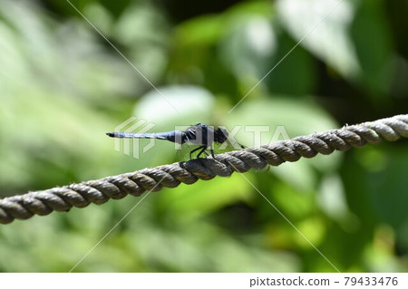 Orthetrum albisum at the waterside of the park in early summer 79433476