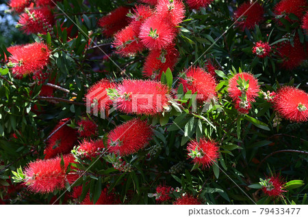 Photograph of Callistemon speciosus, an evergreen small tree with red inflorescences shaped like a cylindrical cleaning brush 79433477