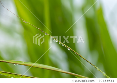 水滴,露水 水滴,露水 79433633