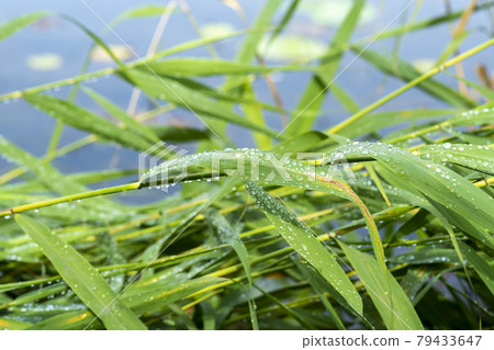 Water droplets, dew 79433647