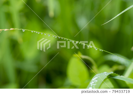 Water droplets, dew Water droplets, dew 79433719