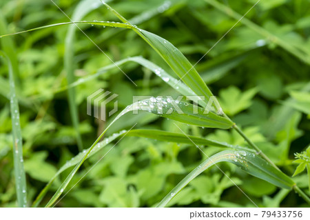 Water droplets, dew Water droplets, dew 79433756