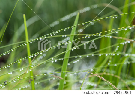 Water droplets, dew Water droplets, dew 79433961