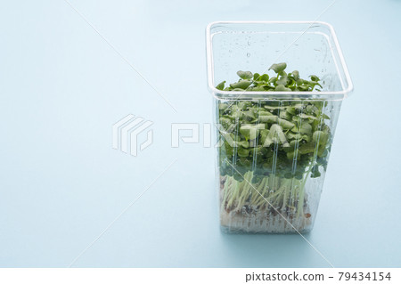 貝類Daikon 79434154