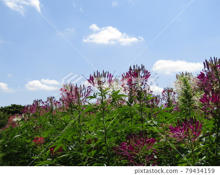 已經開始綻放的 Cleome 的紫色花朵 已經開始綻放的 Cleome 的紫色花朵 79434159