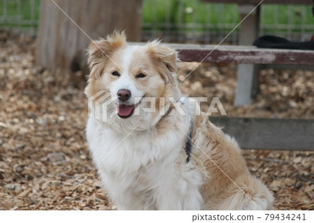A dog A dog 79434241