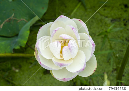 蓮花 79434388