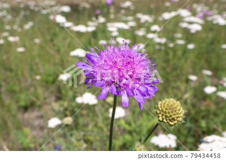 Field scabious wild plant is blooming in the meadow, Knautia arvensis, close up, selected focus. 79434458