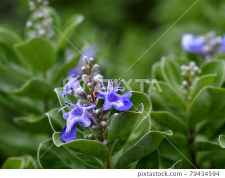 Close-up of Vitex rotundifolia flowers and buds (cobalt blue flowers of Hamagori that grow in clusters) 79434594