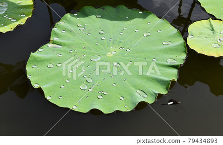 Lotus leaves floating in the moat pond 79434893