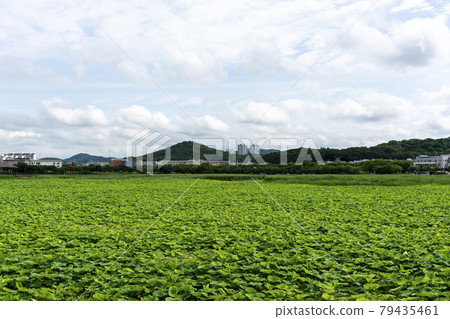 華朗湖 華朗湖 79435461