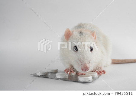 White rat with pills isolated on white background. Experimental rat close-up. Animal testing of drugs. White rat with pills isolated on white background. Experimental rat close-up. Animal testing of drugs. 79435511
