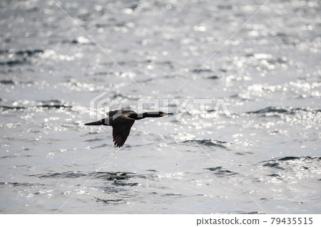 A lonely forelock cormorant flies over the water. Black bird in flight over the sea. Sea life. 79435515