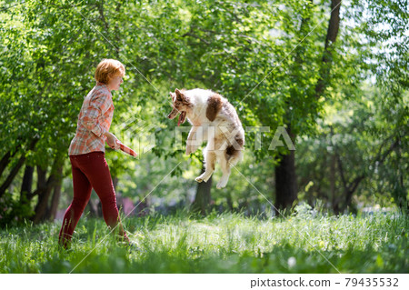 A joyful jumping dog and its owner. The woman throws a toy to the dog. Fun walks with pets 79435532
