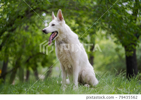 White Swiss Shepherd Dog sits on the grass. The happy kind dog stuck out his tongue. 79435562